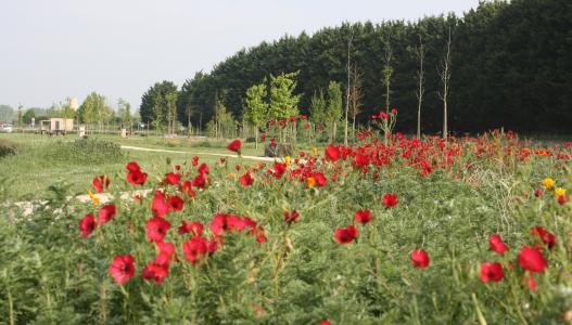 Photo illustrant le projet "Un jardin créé entièrement grâce à la participation citoyenne"